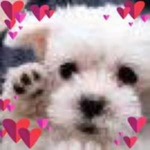 Meet your Posher, Barb